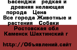 Басенджи - редкая и древняя нелающая порода › Цена ­ 50 000 - Все города Животные и растения » Собаки   . Ростовская обл.,Каменск-Шахтинский г.